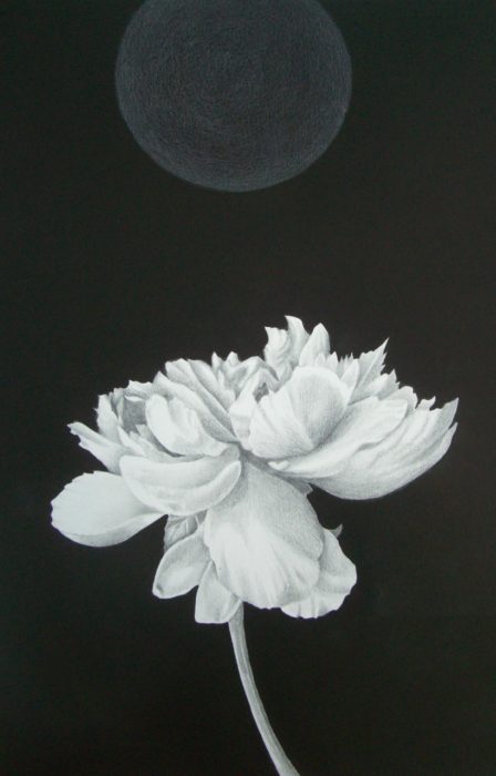 Moonflower